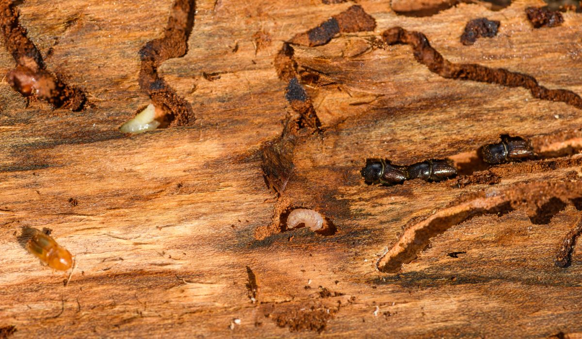 Wood surface opened up to show live termites and their galleries